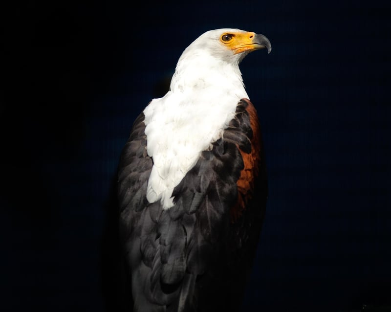 Bird Watching